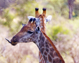 Giraffe in Kruger Park, South Africa