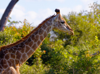 Giraffe in Kruger Park, South Africa