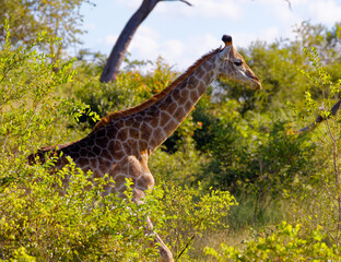 Giraffe in Kruger Park, South Africa