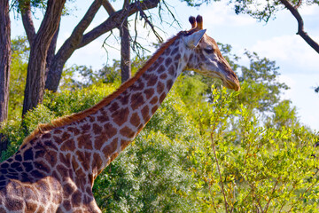Giraffe in Kruger Park, South Africa