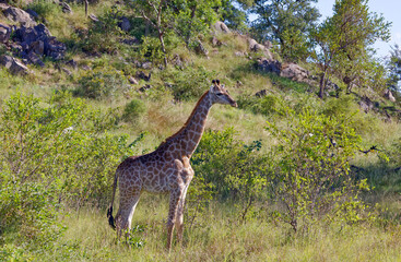 Giraffe in Kruger Park, South Africa