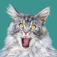 surprised cat Maine coon with open mouth and round eyes