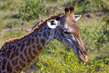 Giraffe in Kruger Park, South Africa