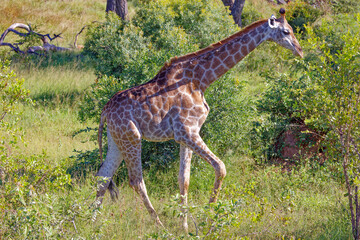 Giraffe in Kruger Park, South Africa