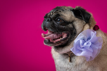 pug comemorando seu aniversário com chamei e numero 6 anos