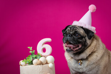 pug comemorando seu aniversário com chamei e numero 6 anos