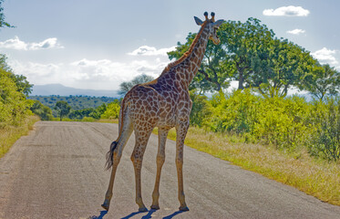 Giraffe in Kruger Park, South Africa