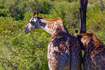 Giraffe in Kruger Park, South Africa