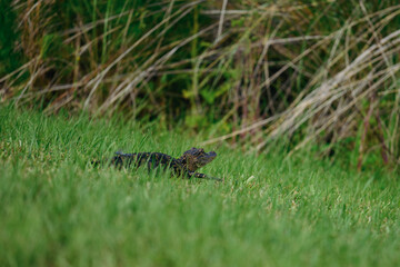 Baby alligator