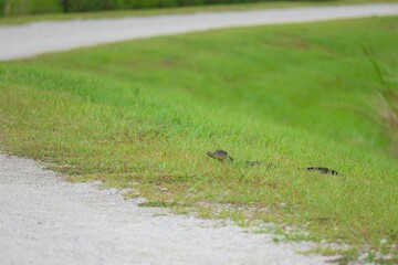 Baby alligator