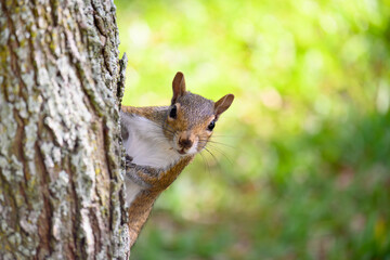 Naklejka na ściany i meble Squirrel hiding behind a tree