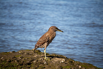 Ave Socó-dorminhoco (Nycticorax nycticorax), também conhecido como Savacu. Praia de Cacupé. Florianópolis. Brasil