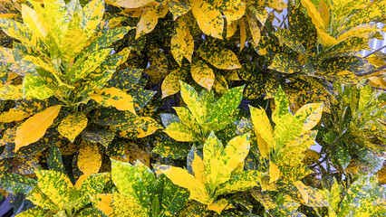Puring, pudding or croton are garden ornamental plants with leaf shapes and colors © Raden_Yogana