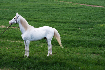 Obraz na płótnie Canvas white horse foal
