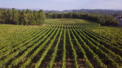 Rows of grape vines