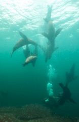 Sea Lion Swimming Underwater in the Pacific Ocean on the West Coast. Hornby Island, British Columbia, Canada.