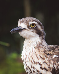 bird portrait, feathers