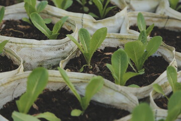 Asian woman farmer using digital tablet in vegetable garden at greenhouse, Business agriculture technology concept, quality smart farmer.
