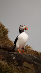 Atlantic Puffin in Iceland