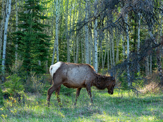 elk, alberta, Canada