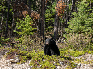 black bear, alberta, canada