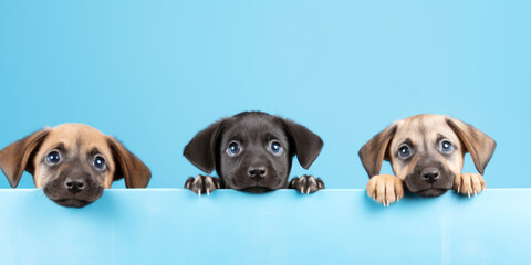  three dogs on blue background , Generative ai