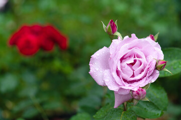 水滴がつく淡いピンクのバラ