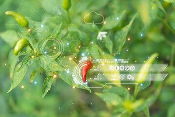 Smart farm digital icon and futuristic AI data infographic of Chilli peppers or red chilies in farm...