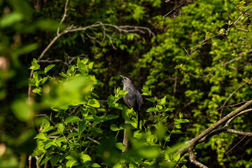 Bird on a branch