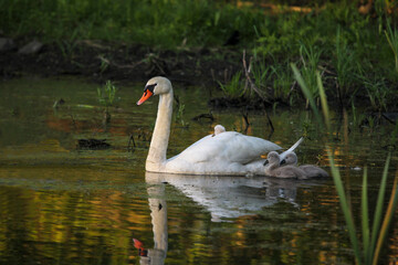 Female Mute Swan (Cygnus olor) with One Cygnets riding on Back and Two Cygnets Swimming