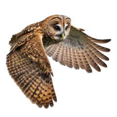 Tuinposter owl isolated © Tony A