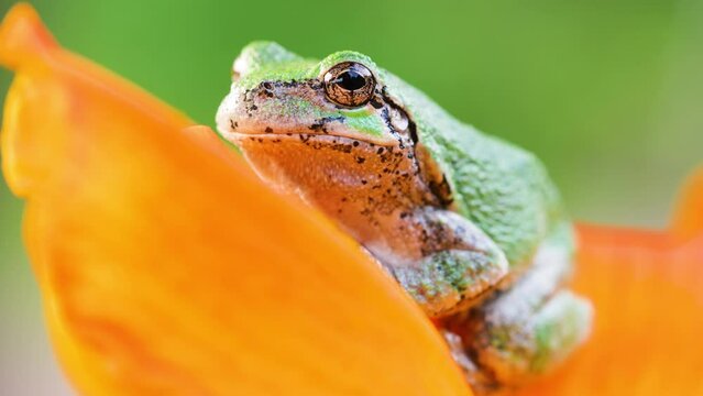Close-up shot of a  Gray Treefrog sitting on an orange flower. Shot in Minnesota.