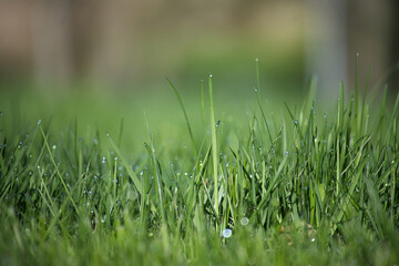Blades of fresh green spring grass with raindrops