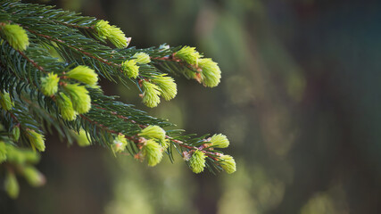 Fresh growing fir tree sprouts on branch