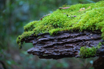 moss on tree
