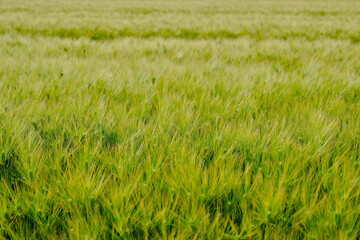 初夏の風物詩　美しい麦畑