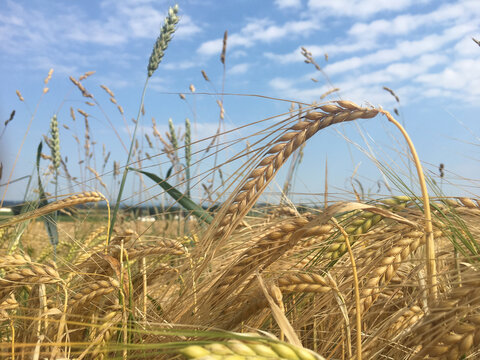 golden wheat field