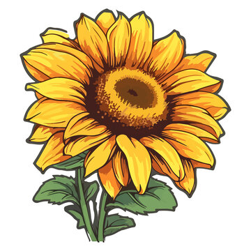 Sunflower modern pop art style, Sunflower illustration, simple creative design.