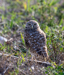 Burrowing Owls