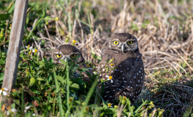 Burrowing Owls