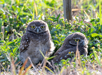 Burrowing Owls