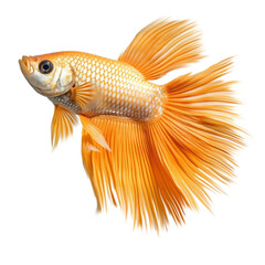 Fototapeta premium orange betta fish isolated on transparent background cutout, generative ai