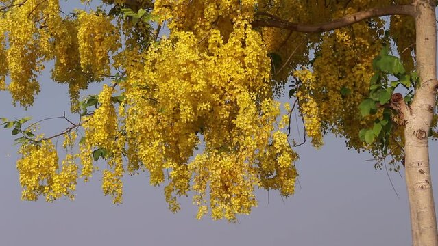 Colorful yellow cassia fistula blooming on golden shower tree branch with breeze and insect flying on blue sky background ,Thailand national flowers