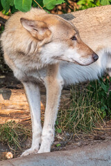 Gray wolf in forest on the green grass. The wolf, Canis lupus