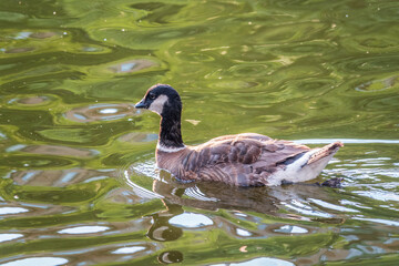 Canada goose, Branta canadensis, swimming in a lake.