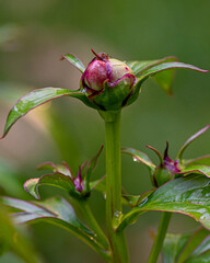 Macro image of a peony bud is about to bloom