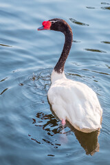 The black-necked swan, Cygnus melancoryphus, is a swan that is the largest waterfowl native to South America. The body plumage is white with a black neck and head and greyish bill