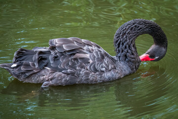 Naklejka premium A graceful black swan with a red beak is swimming on a lake with dark green water. Cygnus atratus