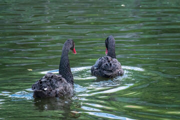 Two graceful black swans with a red beak is swimming on a lake with dark green water. Cygnus atratus