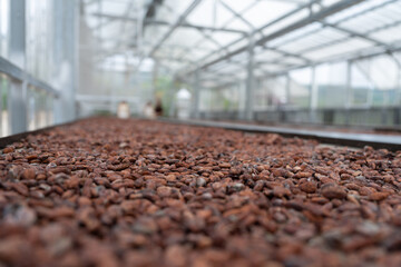 Cocoa beans are dried on the table in the shed. Cocoa bean processing.